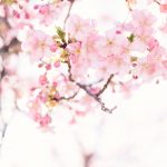 【日檢】想通過日檢N1必學的準備方法-言語知識篇