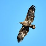 賀!學員邱鈺晨 多益®測驗 890分