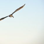 賀!吳同學考取多益TOEIC915分!